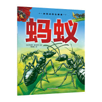 神奇动物在哪里-蚂蚁