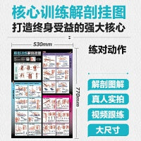核心训练解剖挂图