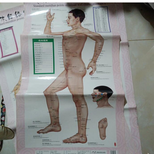 （九品 边角有折痕 变色）人体经络穴位标准挂图（1套共3张挂图）
