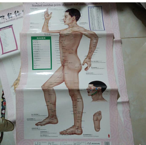 （九品 边角有折痕 变色）人体经络穴位标准挂图（1套共3张挂图）